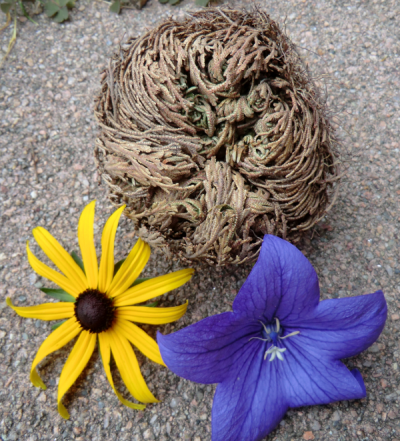 Rose of Jericho plant brown with fresh colorful flowers