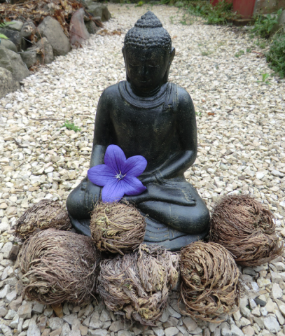 Buddha statue with flower and selaginella lepidophylla in front