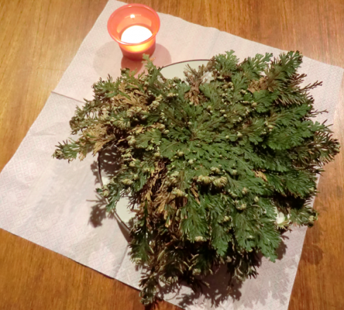 Selaginella lepidophylla plant display with candle