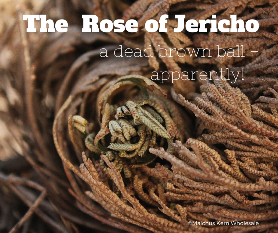 Rose of Jericho, Definition, Plant, Types, & Facts