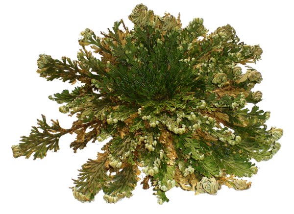 Rose of Jericho open green