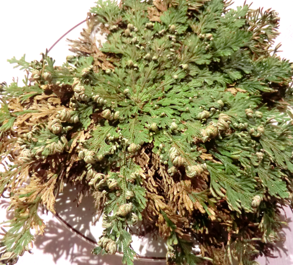 More about the plant – THE ROSE OF JERICHO